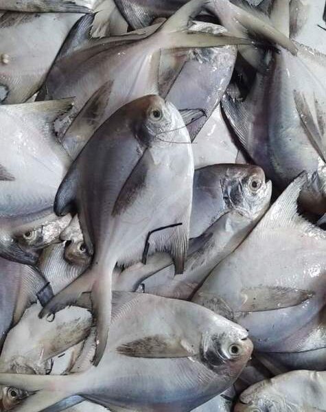 fish