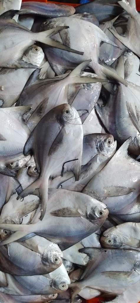 fish